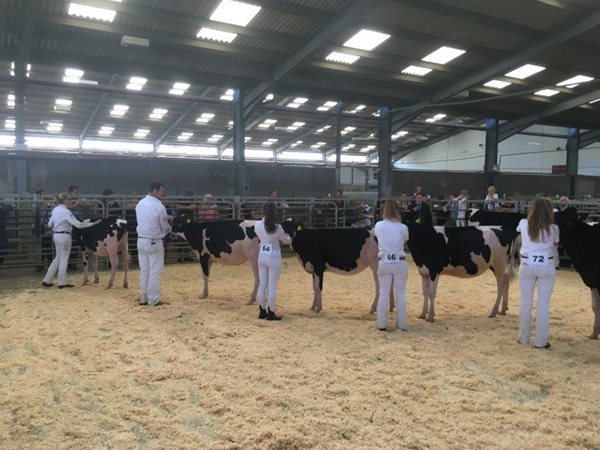 Holstein South West Calf Show